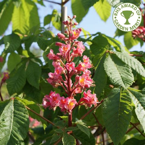 Aesculus X Carnea Briotii Red Horse Chestnut Or Conker Tree