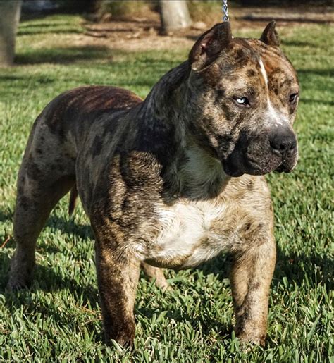 Bully Breed Pitbulls Dogs