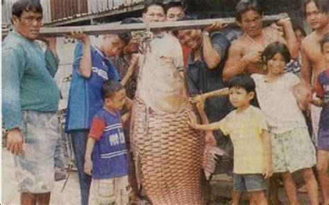 Jenis ikan arwana super red / arwana merah ikan arwana super red atau arwana merah adalah ikan arwana yang berasal arwana black golden sukar sekali untuk didapatkan. 7 Ikan Air tawar yang Paling Mahal di Indonesia | kreasi unik