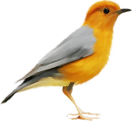 Single Bird Png Image With Transparent Background Png Arts