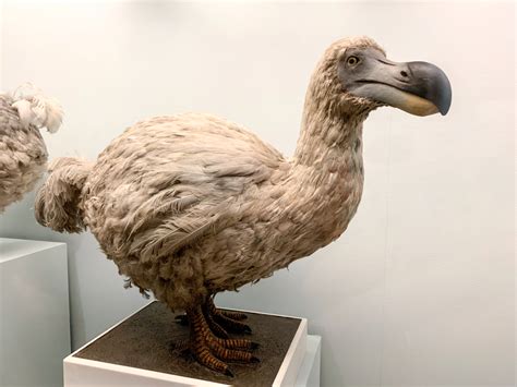 5 Things You May Not Have Known About The Dodo Bird Discover Magazine