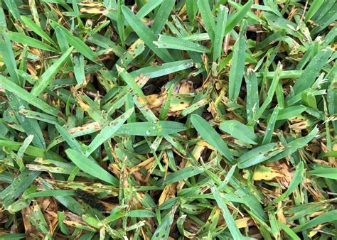 How To Control Grey Leaf Spot In Your Lawn Myhometurf