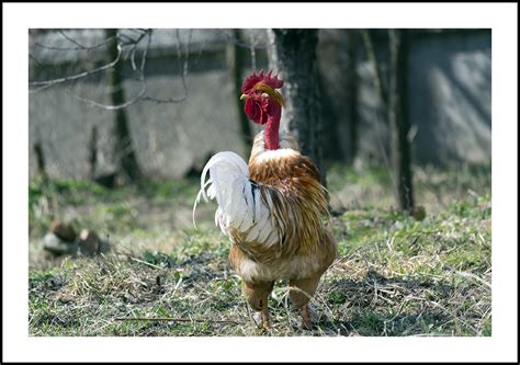 Breed Savers Naked Necks Chickens That Look Like Turkeysstartachim