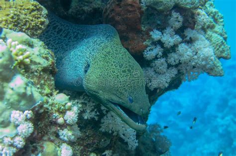 Close Up Giant Moray Eel Looks Out From Coral Reef Gymnothorax