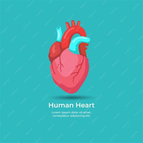 Premium Vector Human Heart Cardiology Anatomy Concept Vector Cartoon