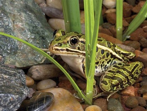 This diy project attracts them all. How to Build a Frog Pond in Your Backyard | Backyard, Boys ...