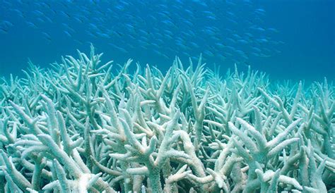 Global Warming Is Bleaching Hawaiis Coral Reef The Inertia