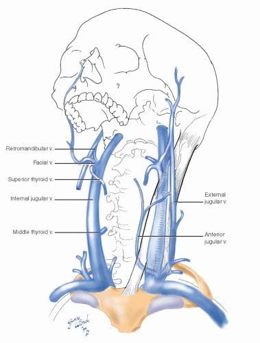 First it starts as the direct continuation of the sigmoid sinus… at the base of skull the internal carotid artery is located in front of the internal jugular vein and the past 4 cranial nerves intercede between the vein. Carotid Arteries | Basicmedical Key