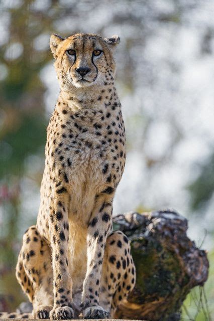 Cheetah Posing Well Wild Animals Pictures Amazing Animal Pictures