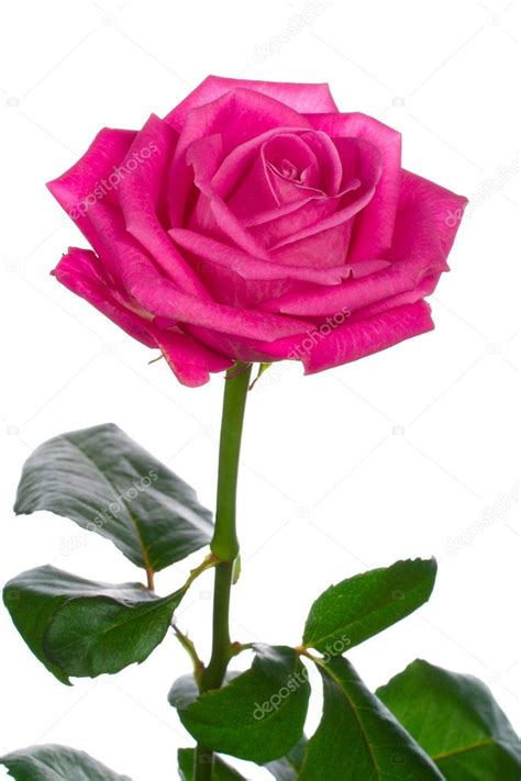 Beautiful Pink Rose — Stock Photo © Alekcey 1791660