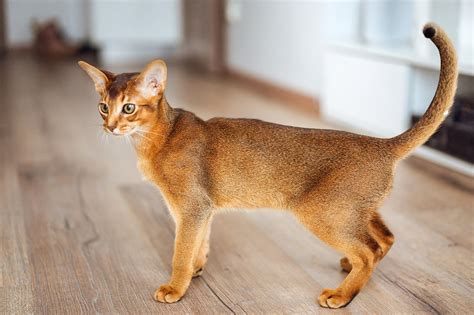 Abyssinian Cat Breed History And Some Interesting Facts
