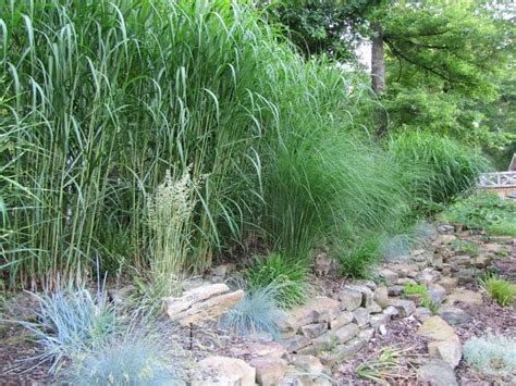 It looks great in pots alone or planted in the ground amongst other green grasses. Grass and Bamboo: Help please selecting tallest ornamental ...