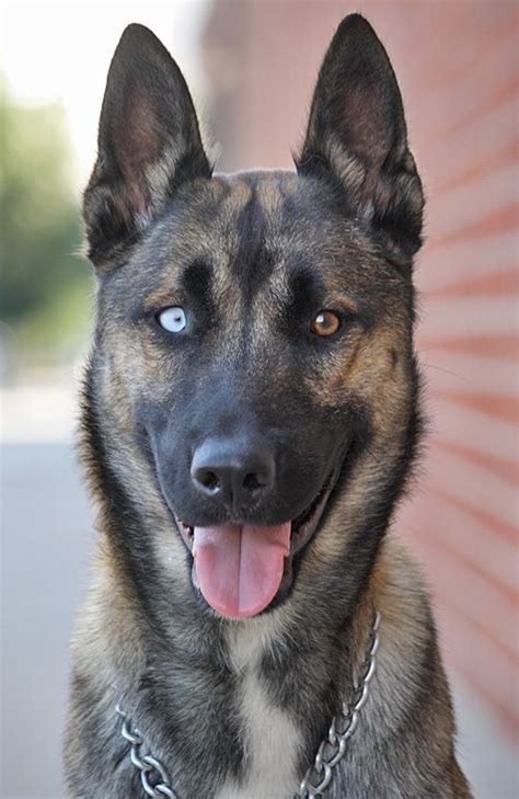 De 12 Maanden Oude Mechelaar Husky Mix Harley Von Hena Is Een