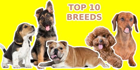 Find Top 10 Most Popular Dog Breeds In The World 2023