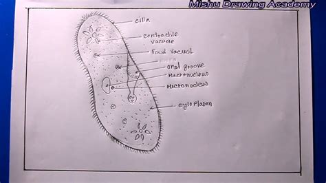 How To Draw A Paramecium Biology Diagrams Science Diagrams Drawings