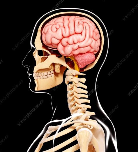 Human Head Anatomy Artwork Stock Image F0071734 Science Photo