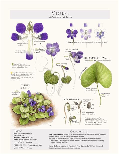 Foraging And Feasting Limited Edition Print Violet — Foraging And