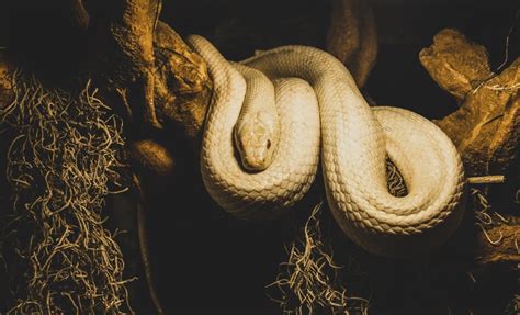 Pada dasarnya disaat memimpikan yang berkaitan dengan mimpi di gigit ular cobra, biasanya tafsir mimpinya ada hubungannya tentang suasana takut. Arti Mimpi Ular Masuk Rumah, Wow! Ternyata Ini - Buku ...