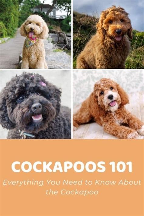 Cockapoos An Intro To The Cocker Spaniel Poodle Mix