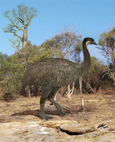 Elephant Bird Of Madagascar Which Was Driven To Extinction By About