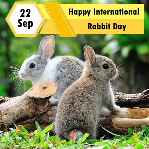 International Rabbit Day