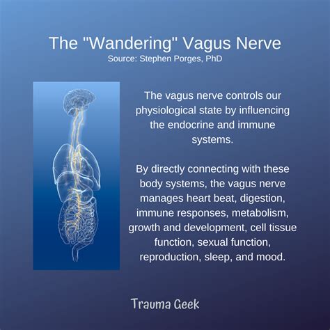 The Vagus Nerve And Chronic Illness Age Of Awareness Medium