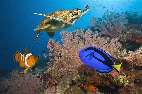 Waar En Wat Is Het Great Barrier Reef