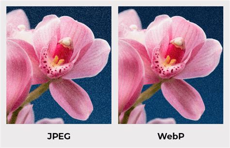 Baseline Jpeg Vs Progressive Jpeg Vs Webp Guide Baseline Jpeg Vs