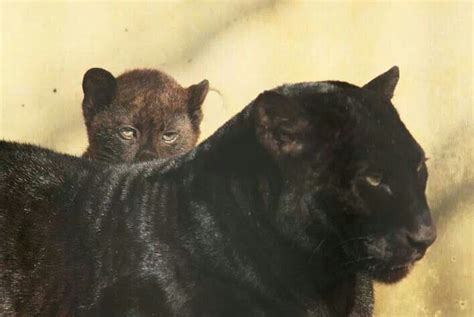 Black Panther Cub Hiding Behind Its Mother Black Panther Leopard