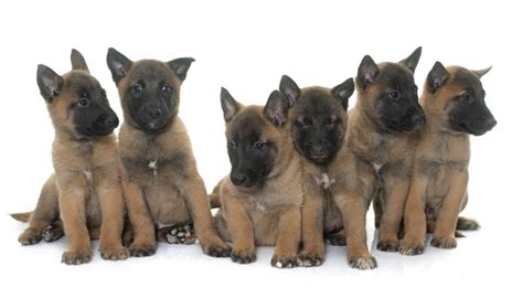 Belgian Malinois Puppies Royal Dog Academy