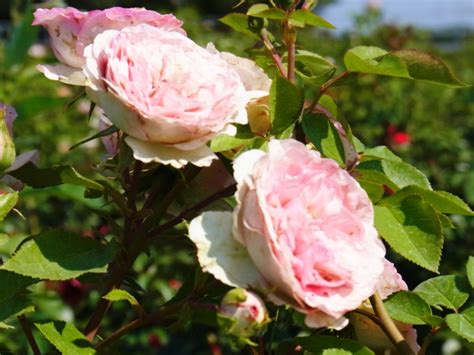 Gartentraum Flessau Kletterrose Mini Eden Rose