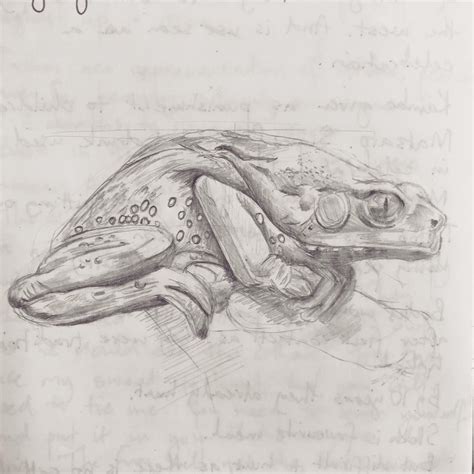 Nic Warner On Instagram Sketch Of The Giant Waxy Monkey Tree Frog