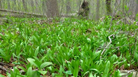 Why Its Better To Grow Wild Plants Like Ramps Than To Forage For Them