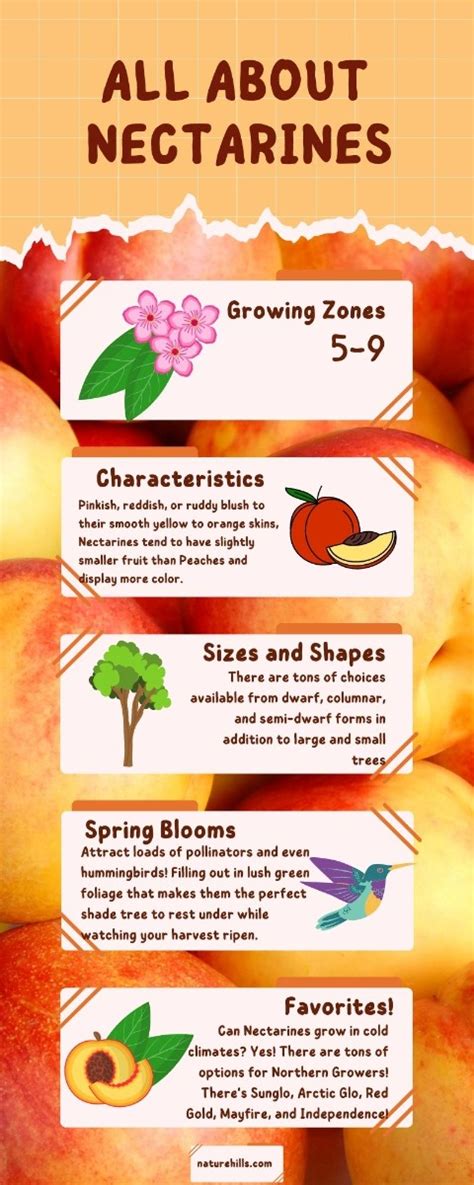 Top Nectarine Trees Plus Planting And Care