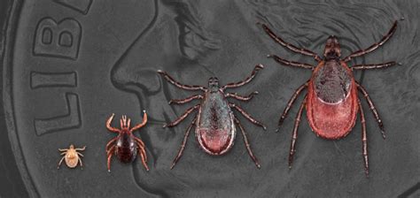 Types Of Ticks That Carry Lyme Disease