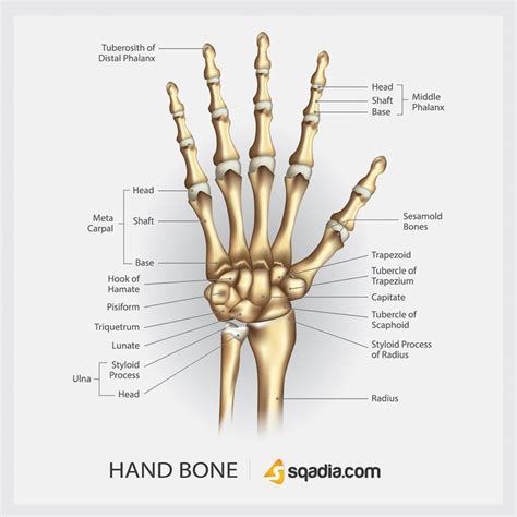 The Bones Of The Hand And Wrist