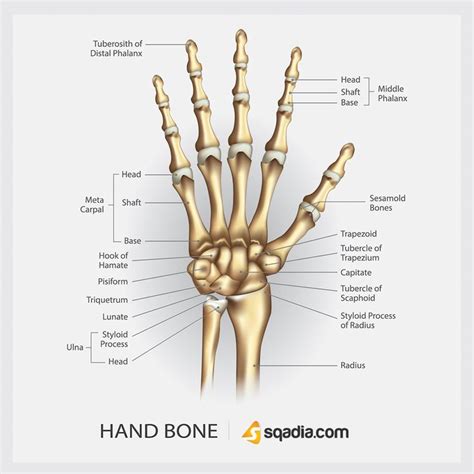 Hand Bone | Hand bone, Bones, Anatomy