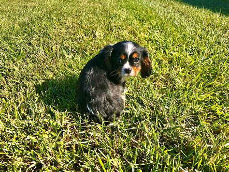 If you like what you see, be sure to inquire us today! Petland Kansas City has Cavalier King Charles Spaniel ...