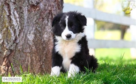 Find the perfect border collie puppy for sale in pennsylvania, pa at puppyfind.com. Border Collie Puppy for Sale in Pennsylvania | Collie ...