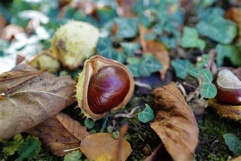 Horse Chestnut Overview Uses Side Effects Precautions