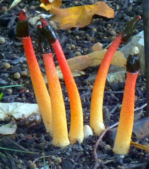 Phallaceae Stinkhorns The Hoosier Mushroom Society