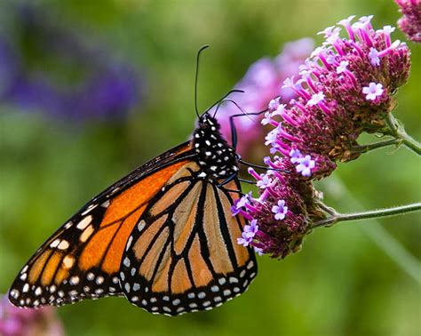 Hd Wallpaper Yellow And Black Butterfly On Pink Flowers Monarch