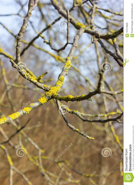 Trees Nature And Branches In Winter Month January Stock