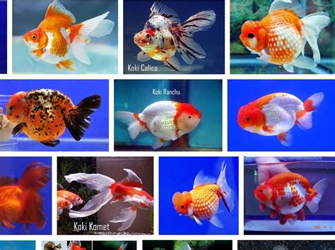 Selain itu ikan juga terbagi menjadi dua golongan yang pertama golongan ikan air asin dan yang. Jenis Ikan Mas Koki Termahal Beserta Gambarnya - Info ...