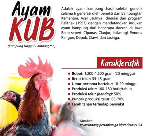 Bahan makanan praktis yang biasanya selalu namun tahukah, ternyata selain dari ayam, ada beberapa jenis telur yang dapat kita makan juga. Ayam Kampung Unggul Balitbangtan (Ayam KUB)