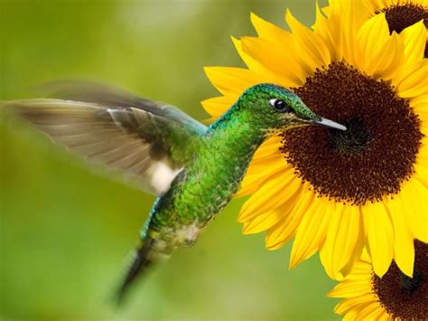 How Do Birds Help The Environment 4 Key Reasons Bird Fact