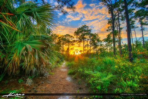 stuart florida sunset kiplinger nature preserve trail forest hdr photography by captain kimo