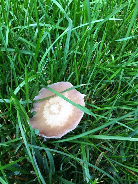 Lawn*Doctor Lawn Care Insights: Mushrooms in my lawn!