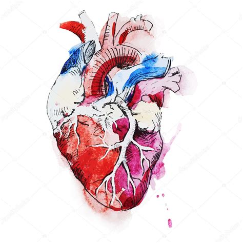 Watercolor Human Heart Stock Illustration By ©zeninaasya 76871939