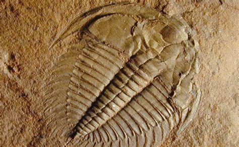 1517 Oldest Animal Fossils Found In Lakes